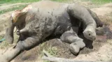 Afričtí sloni se často stávají obětí pytláků
