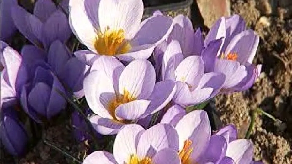 Krokusy