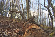 Lidé poslali ochráncům statisíce, aby mohli v Bílých Karpatech vykoupit louky a lesy