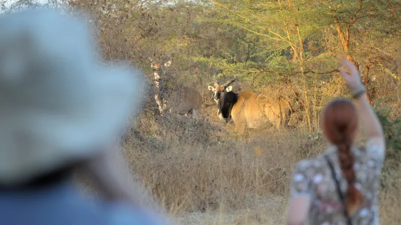 Populace kriticky ohrožených antilop Derbyho se v senegalských rezervacích za uplynulý rok rozrostly o 16 mláďat