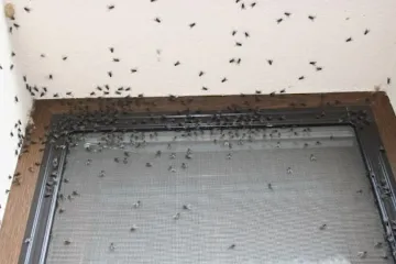 Lidi na Chebsku obtěžují hejna much