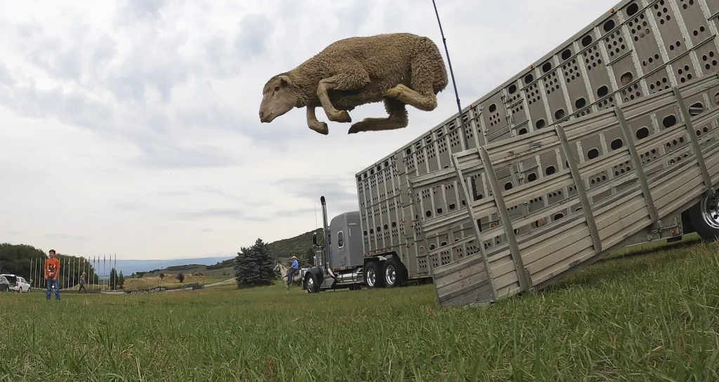 V americkém Utahu se konala každoroční soutěž pasteveckých psů. Speciálně vycvičení psi mají za úkol přesunout stáda ovcí z volného prostranství do malého výběhu. Během plnění úkolu je majitelé navádí z dálky zhruba 350 metrů píšťalkou