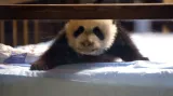 Panda Bao Bao (5. 12. 2013)
