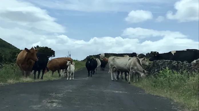 Krávy brzdí dopravu na Azorech poměrně často