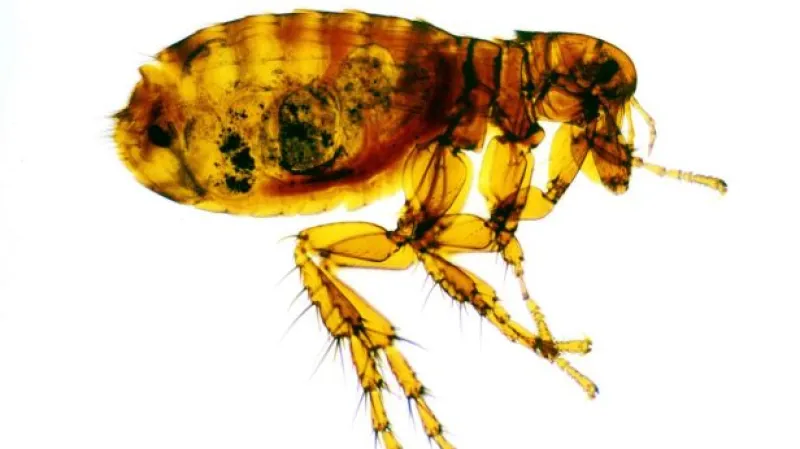 Události: Teplé počasí blechám svědčí