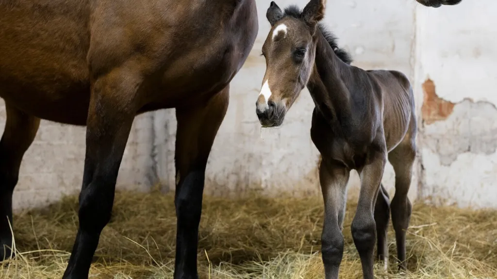 První klonované hříbě v Estonsku narozené 11. dubna 2026 ve stáji ve městě Luunja na jihu Estonska