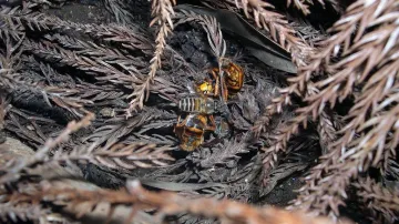 Včely východní sršně obklopí a tak je udusí nebo přehřejí