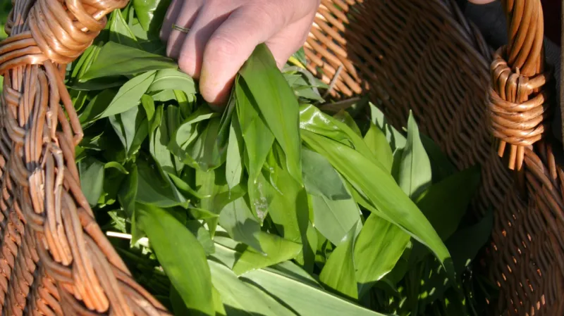 Sběr medvědího česneku