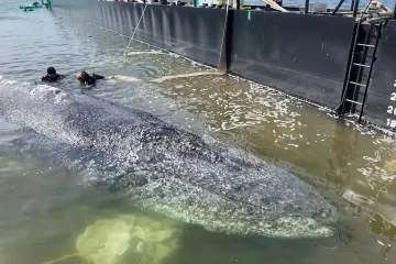 Nákladní člun se s keporkakem zvaným Timmy vydal do Severního moře