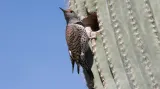 Saguaro poskytuje obživu nejen lidem, ale i zvířatům - zejména pouštním druhům ptáků.