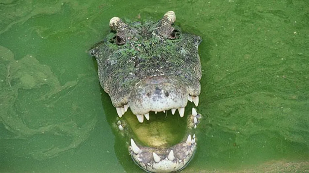 Krokodýl, který žil dva roky v kanalizaci