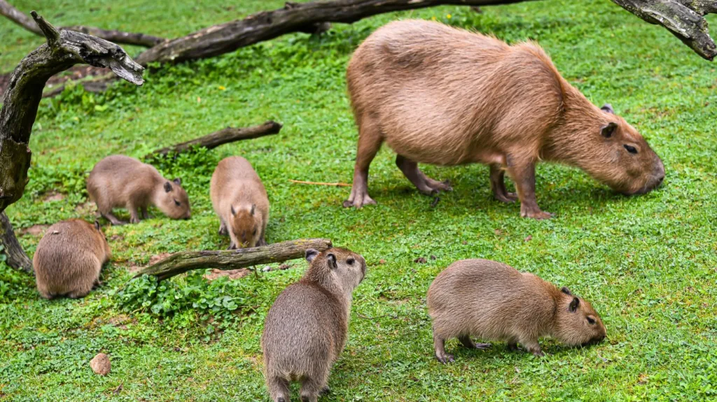 Ve zlínské zoo se rozrostla rodina kapybar o šest nových mláďat