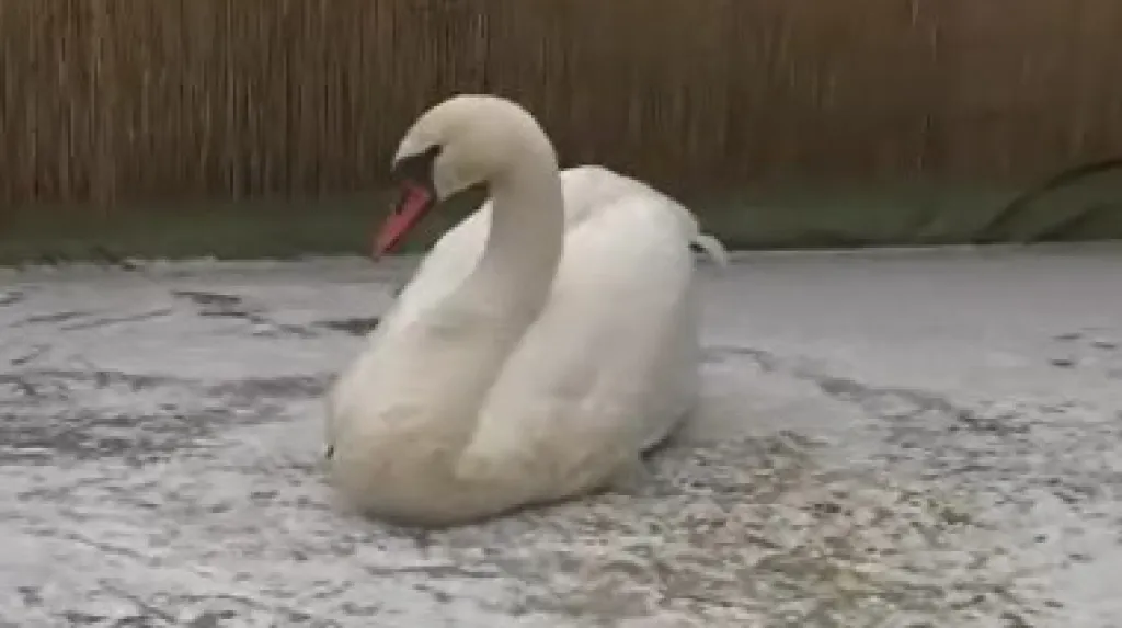Zachráněná labuť