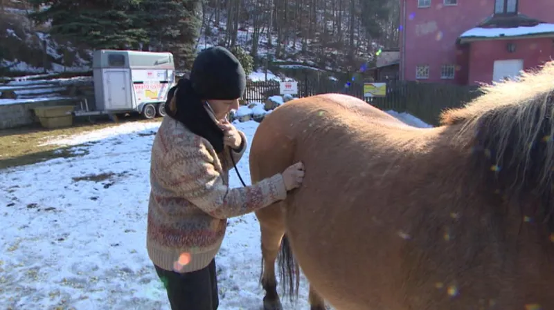 Veterinářka vyšetřuje koně