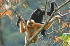 Nejohroženější primát světa má opět naději. Giboni hainanští se vrací z hranice vyhubení