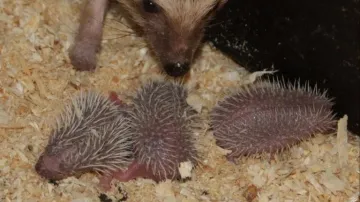 Mláďata ježků