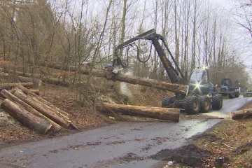 Vstup na vlastní nebezpečí. České Švýcarsko se začalo zbavovat stromů zničených kůrovcem