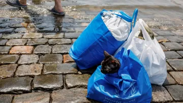 Zachráněná kočka v tašce. Foceno v Chersonu 8. června 2023