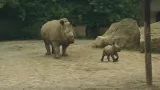 Nosorožci