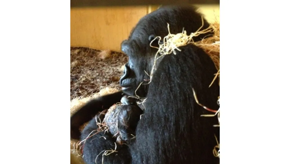 Gorila Moja s mládětem