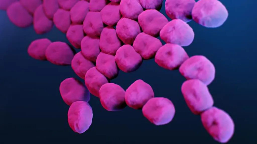 Vizualizace Acinetobacter baumannii