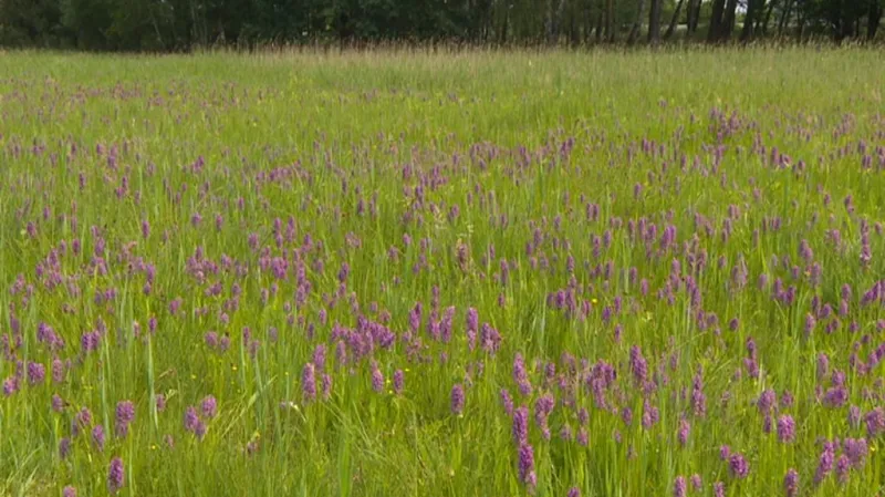 Louka s prstnatcem pleťovým