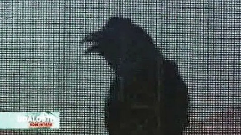 Petr Vizina v Událostech, komentářích