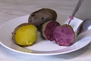 Genová banka na Vysočině střeží 2400 vzorků brambor