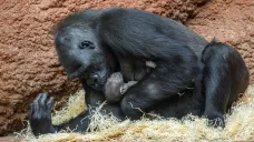 Nově narozené gorilí mládě v pražské zoo s matkou Kijivu