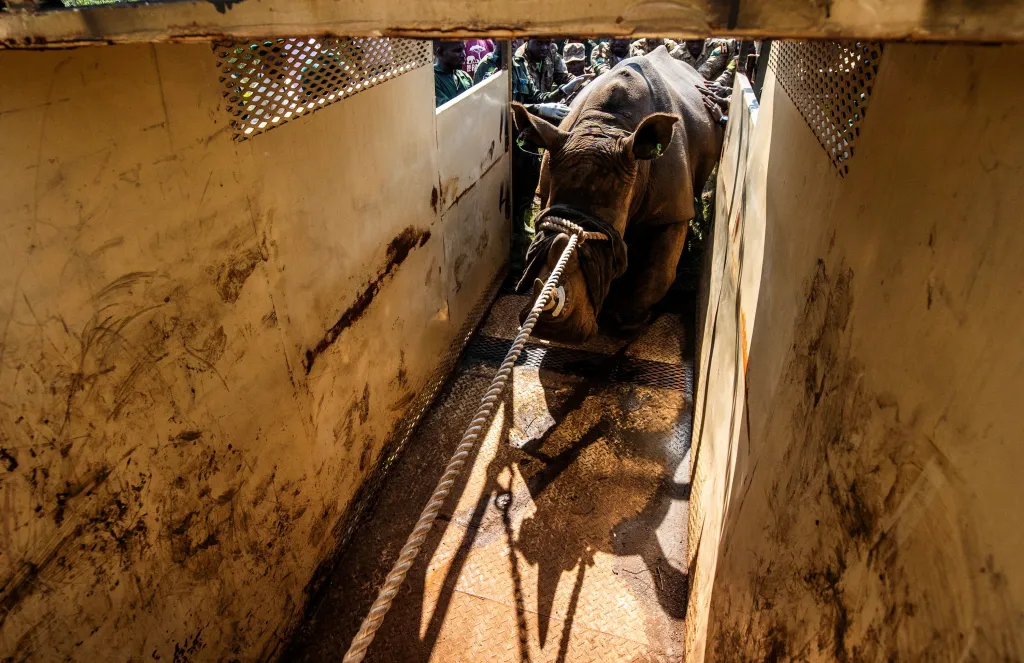 První dva nosorožci přicestovali ve velkých bednách ze soukromého ranče Ziwa Rhino and Wildlife Ranch v Nakasongole, asi sto kilometrů severně od hlavního města Kampaly. Ranč chová nosorožce od roku 2005, kdy dovezl čtyři nosorožce bílé z keňské rezervace