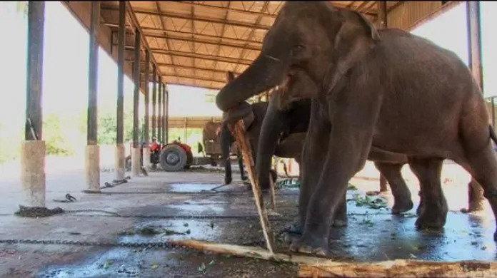 Pražská zoo čeká přílet slonic ze Srí Lanky