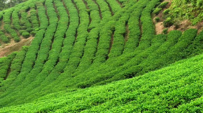 Plantáž čajovníku