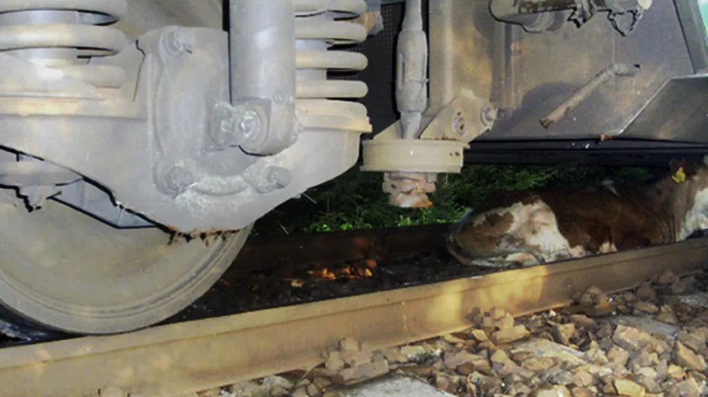 Kráva sražená na kolejích