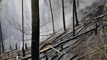 Následky požáru v národním parku České Švýcarsko