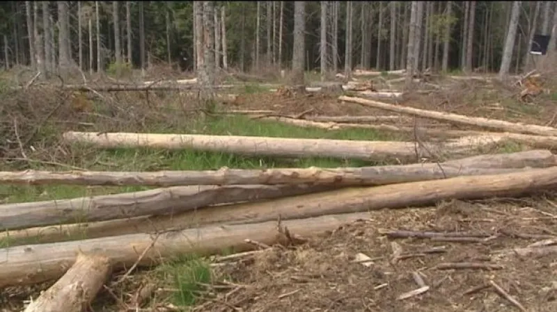 Reportáž a vstup Jana Havleny