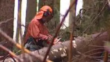 Lesní dělník při práci