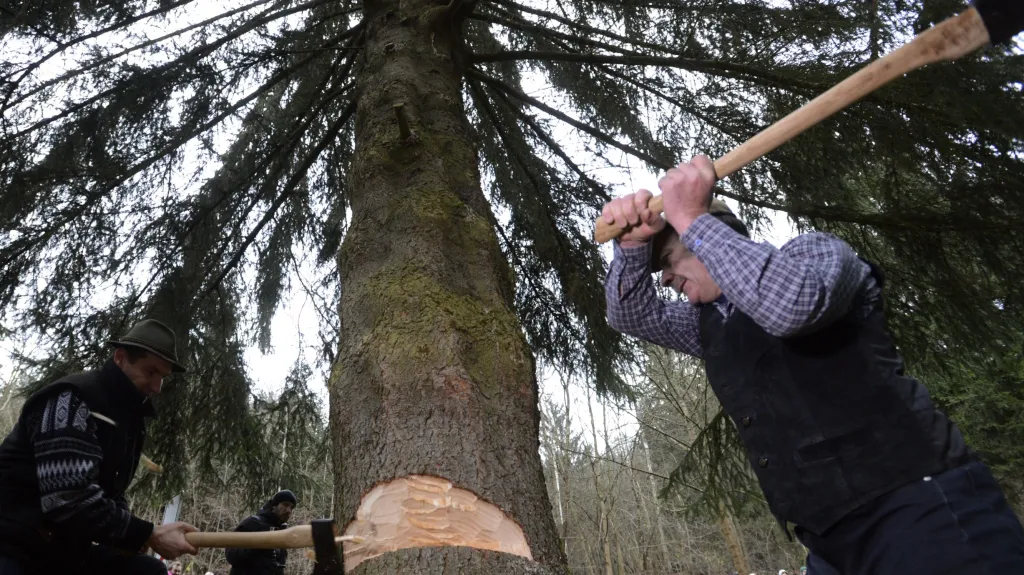 Vánoční strom pro Prahu je z Ratají nad Sázavou