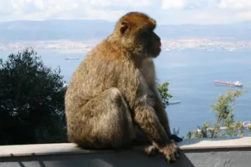 Za britskými opicemi na jižní cíp Evropy