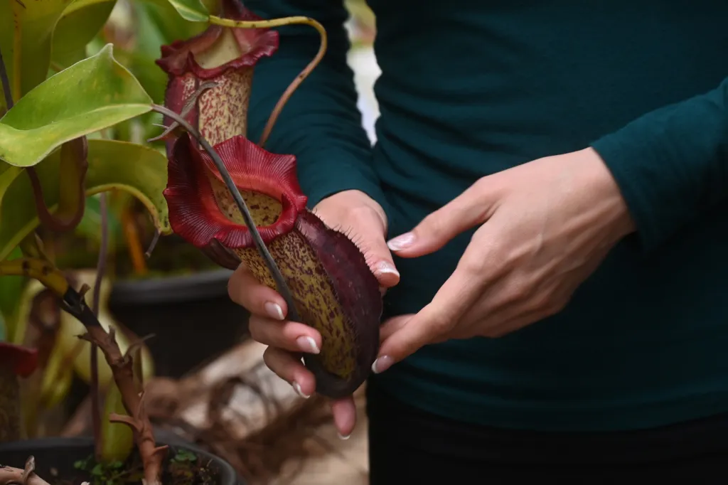Botanička Markéta Aubrechtová drží v ruce láčku, lapací orgán masožravek