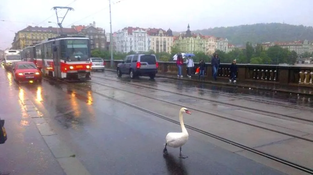 Zmatená labuť při povodních v Praze