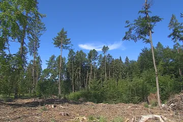 Zalesnit paseku není tak jednoduché. Chybí sazenice listnáčů