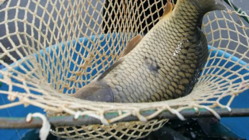 Rozhovor s Janem Pípalem