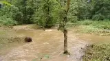 Zaplavený les