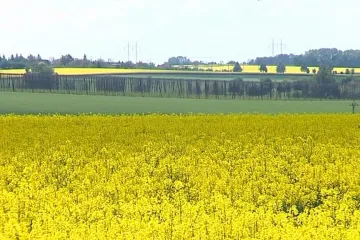 Na polích Hané vládne řepka