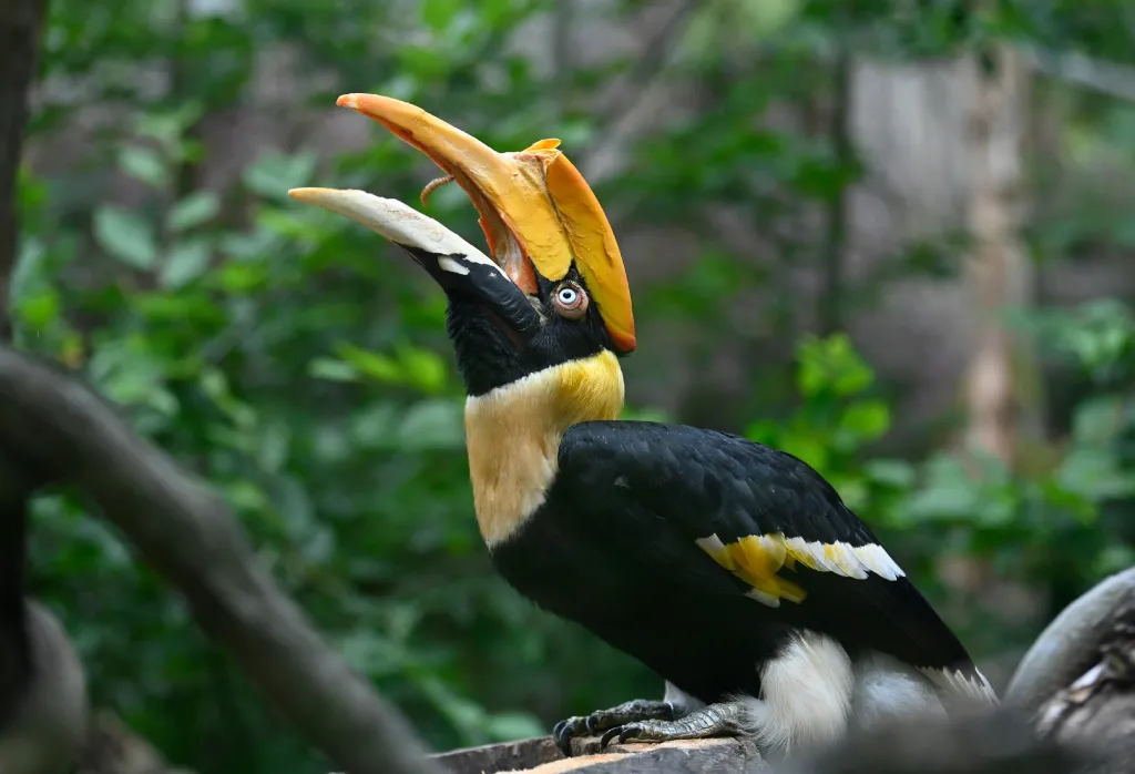 Zlínská zoo odchovala mládě dvojzoborožce indického
