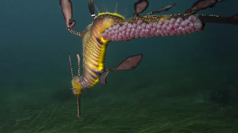 Oceněné snímky ze soutěže Ocean Art Underwater Photo Contest