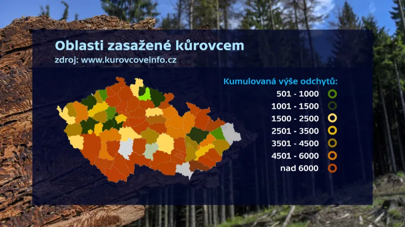 Oblasti zasažené kůrovcem