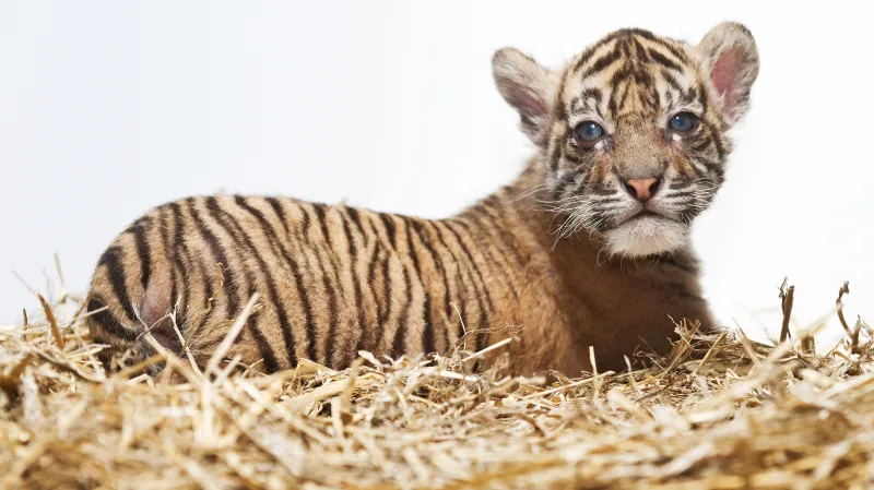 Mládě tygra sumaterského v pražské zoo