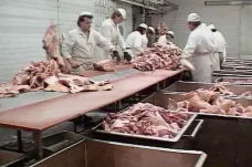 30 let zpět: Razantní zvýšení cen vepřového masa