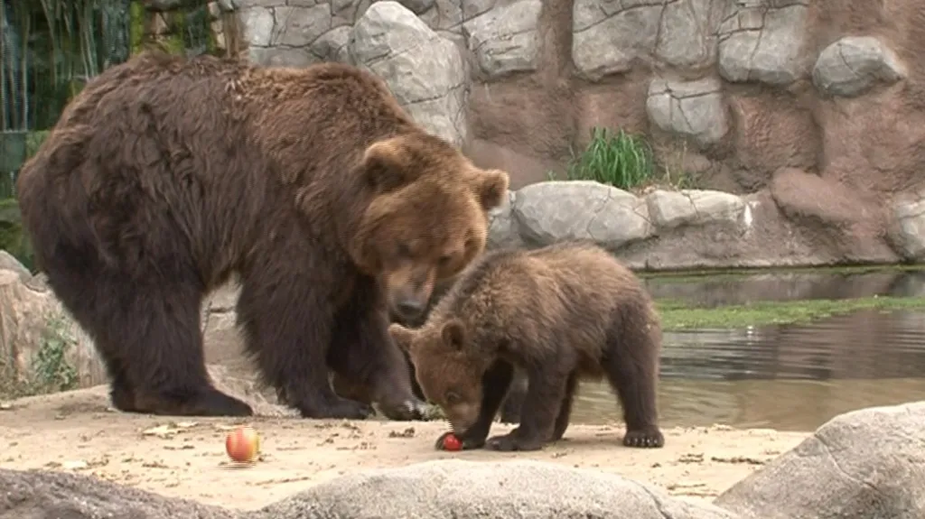 Medvědí máma Kamčatka se svým potomkem